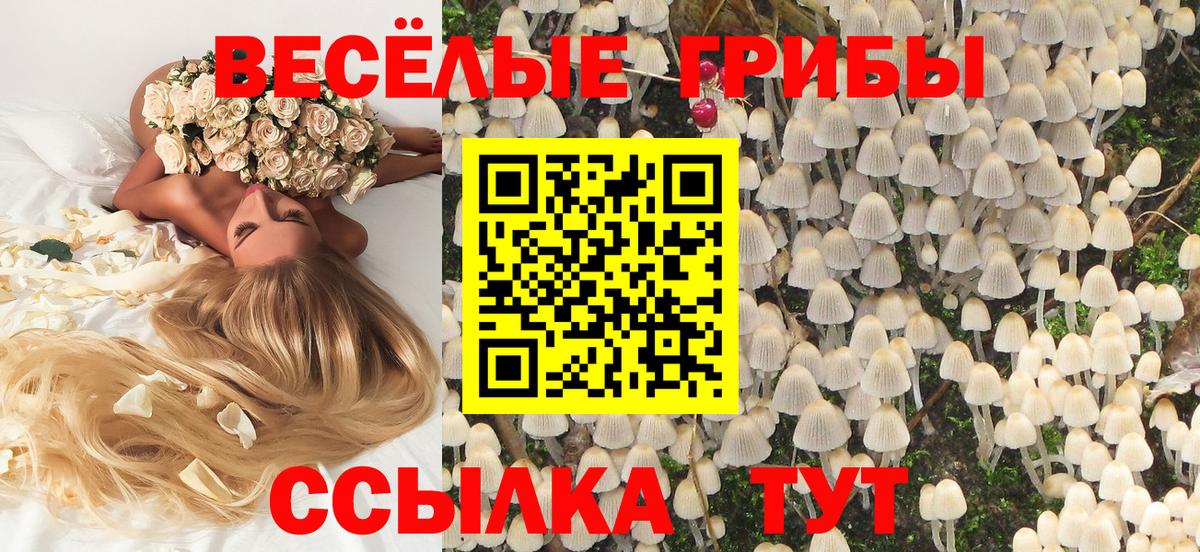 Черкесск  Галлюциногенные грибы Psilocybine cubensis  Вход с VPN 