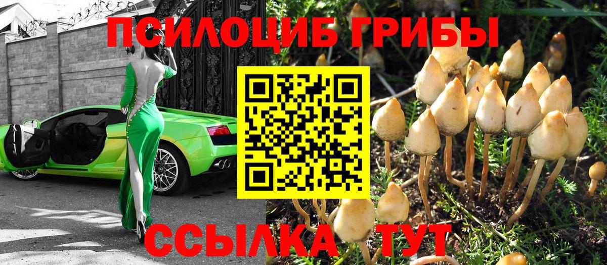 Галлюциногенные грибы Psilocybe Черкесск